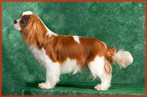 Sheeba Out N About winning Best In Sweeps ACKCS Nationals 2010
